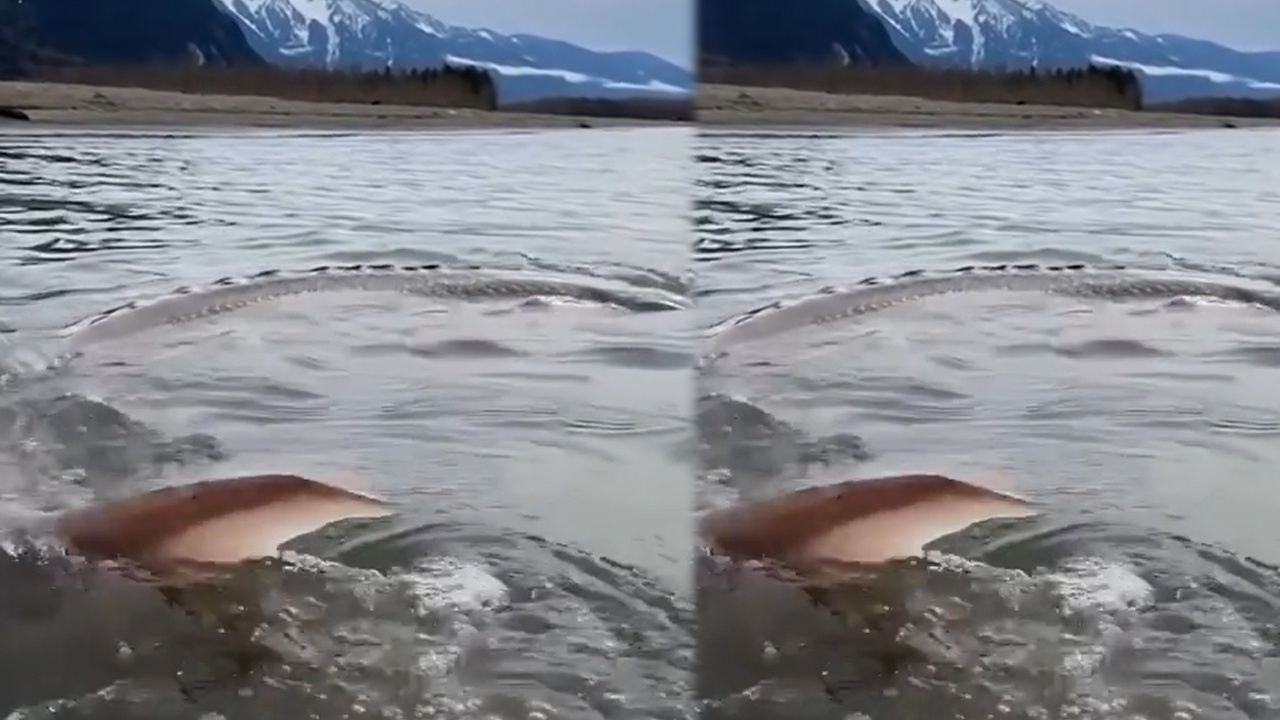 Boyu 4 metre… Mersin Balığı Kanada’dan çıktı